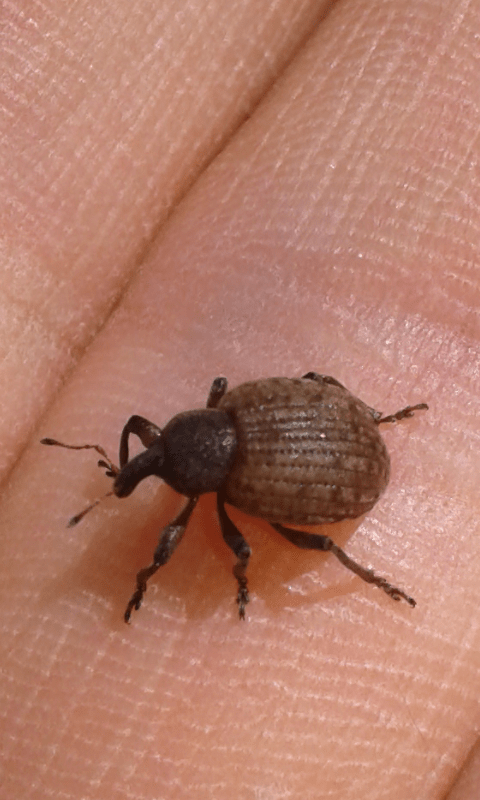 Curculionidae ; Donus sp.?